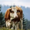 Bovins lait - Concours Prim Holstein & Red Holstein