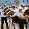 Bovins lait - Concours et championnats vaches