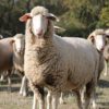 Ovins - Concours de race Est à Laine Mérinos morphologie et qualité de la laine