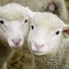 Ovins - Vente aux enchères des béliers de reproduction (Mouton Charollais - Rouge de l'Ouest - Suffolk - Texel - Berrichon du Cher - Ile de France)