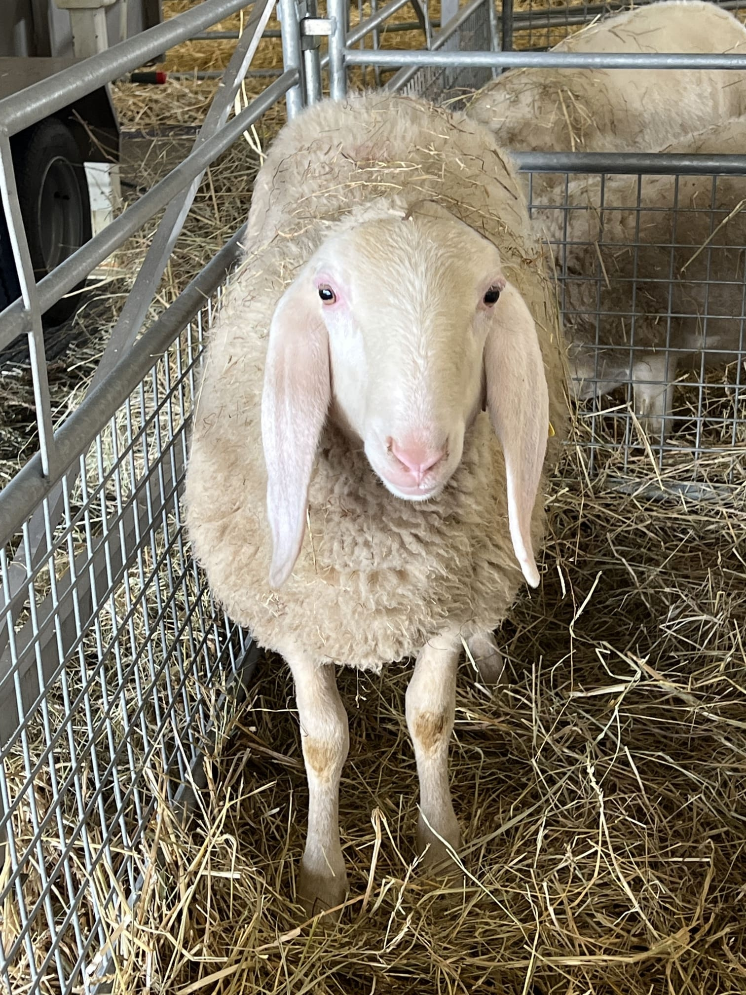 Agrimax ovins 3