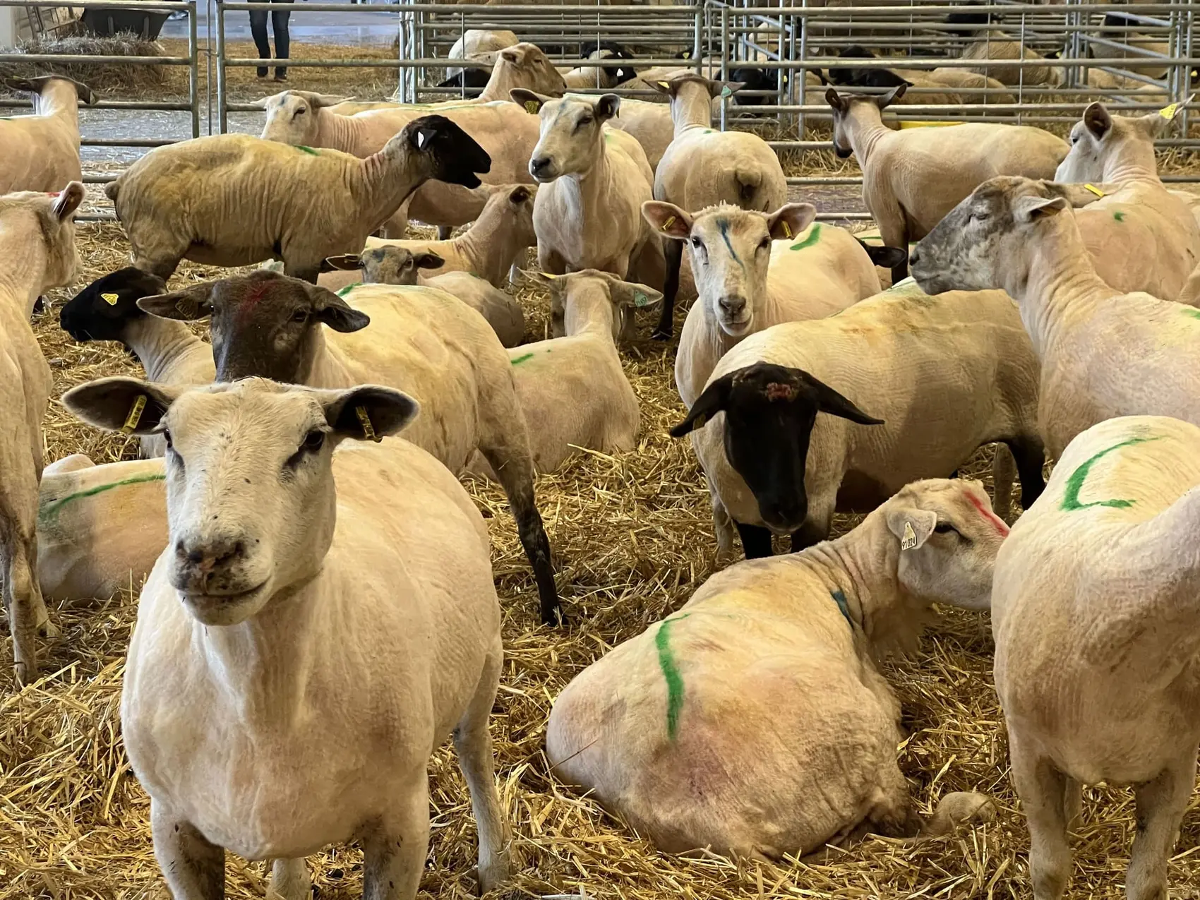 Moutons