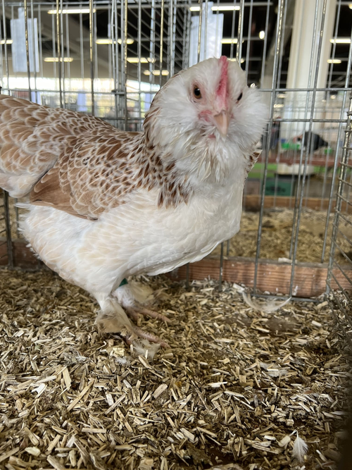 Agrimax aviculture 2