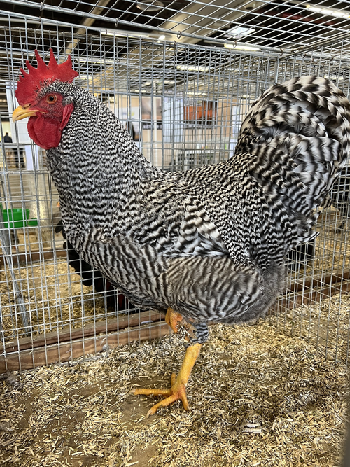 Agrimax aviculture 3