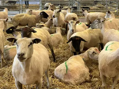 Moutons
