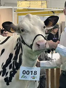 vache